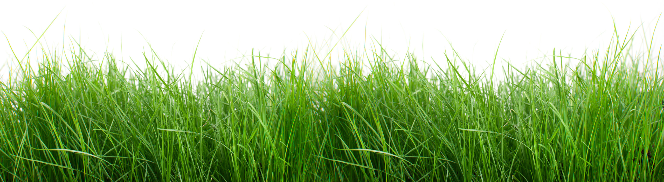 grass-bg